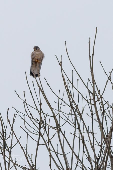 Kestrel